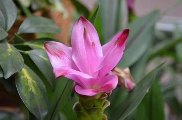 A picture of a turmeric flower