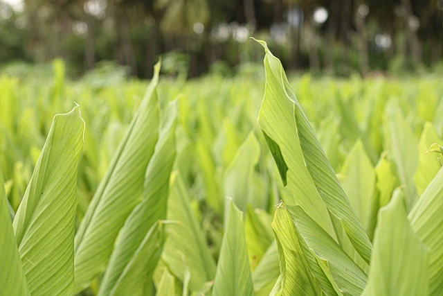 A field of turmeric plants